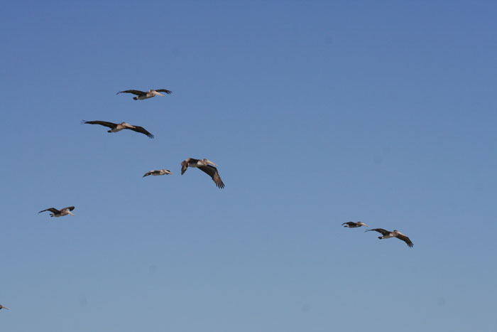 200610c_Elkhorn_Slough_59