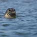 200610c_Elkhorn_Slough_43