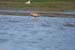 200610c_Elkhorn_Slough_50