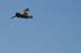 200610c_Elkhorn_Slough_51