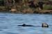 200610c_Elkhorn_Slough_52