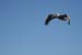 200610c_Elkhorn_Slough_53