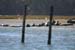 200610c_Elkhorn_Slough_54