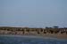 200610c_Elkhorn_Slough_55