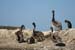 200610c_Elkhorn_Slough_56