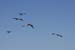 200610c_Elkhorn_Slough_59