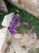 200808_Whitney_055