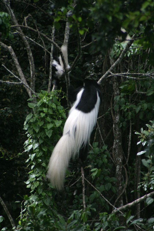 201001_Serengeti_03