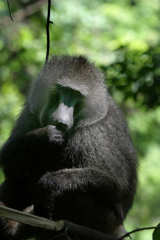 201001_Serengeti_04