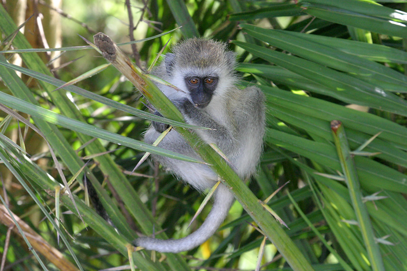 201001_Serengeti_05