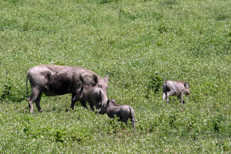 201001_Serengeti_09
