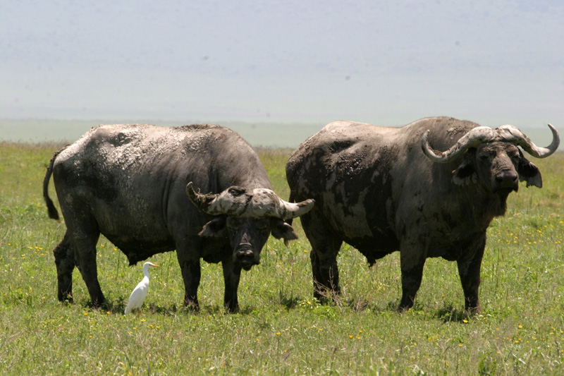 201001_Serengeti_10