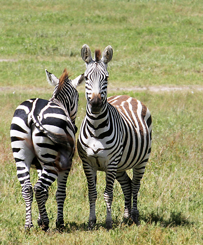 201001_Serengeti_11