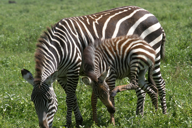 201001_Serengeti_12