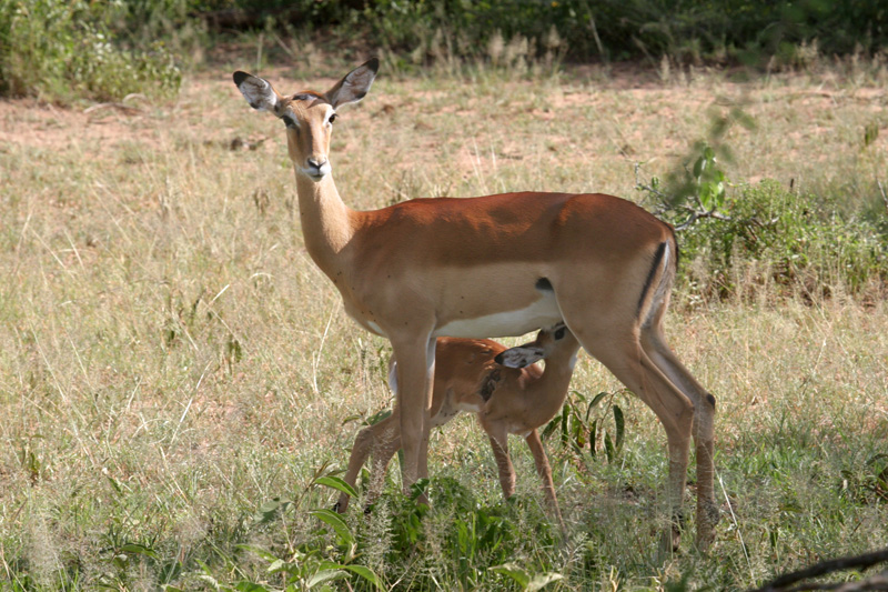 201001_Serengeti_13