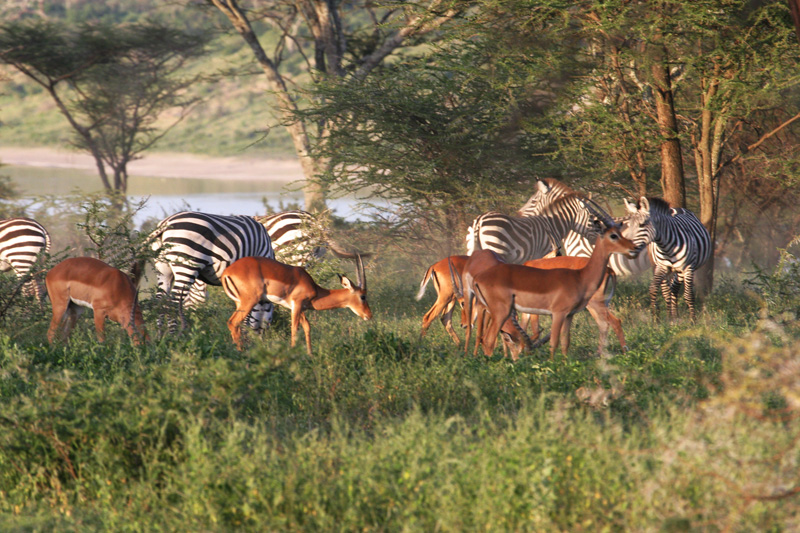 201001_Serengeti_14