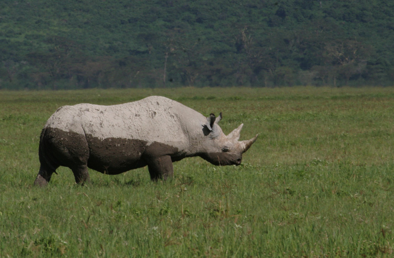 201001_Serengeti_15