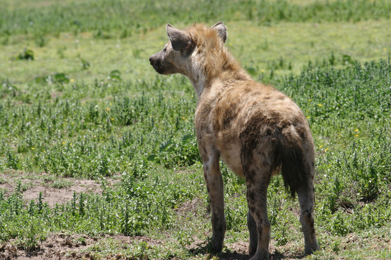 201001_Serengeti_21
