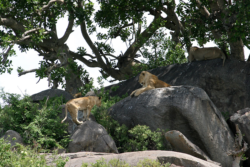 201001_Serengeti_22