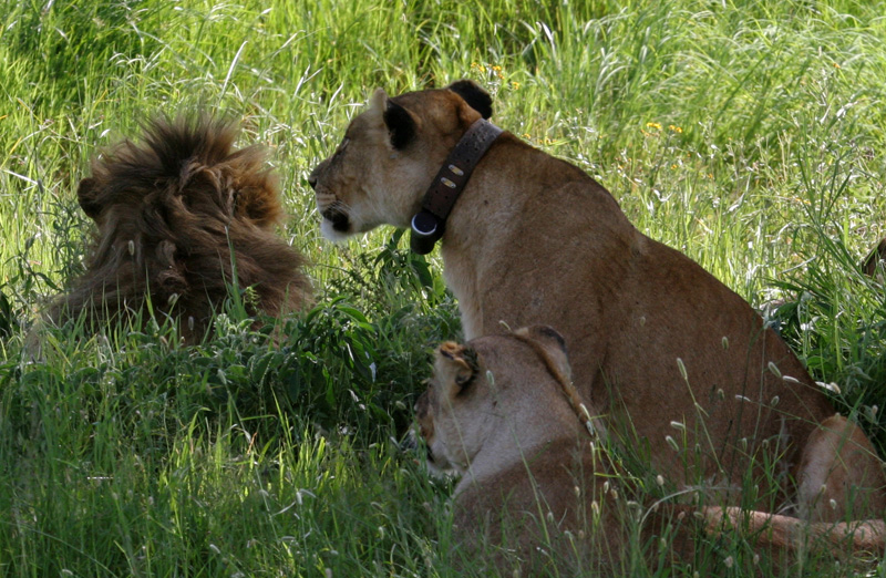 201001_Serengeti_23