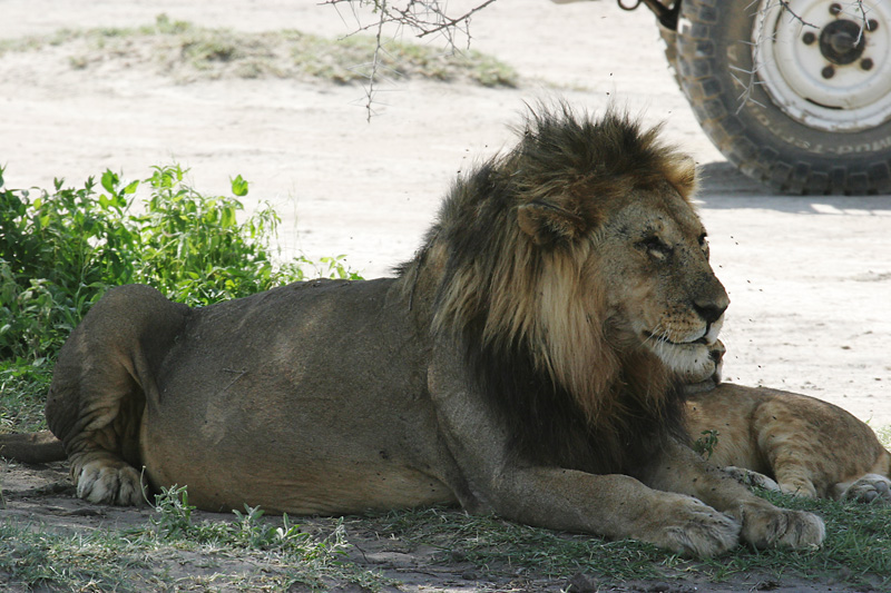 201001_Serengeti_24