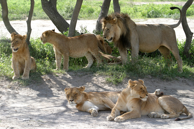 201001_Serengeti_25
