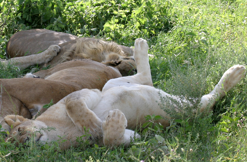 201001_Serengeti_26