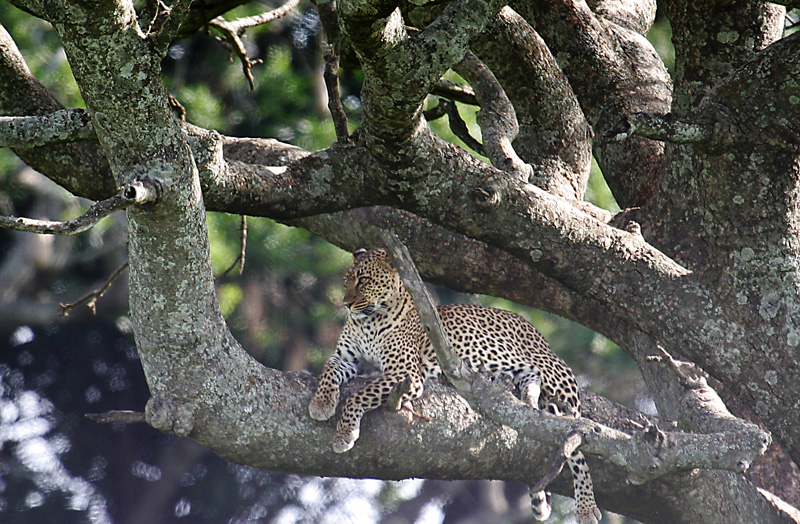 201001_Serengeti_27