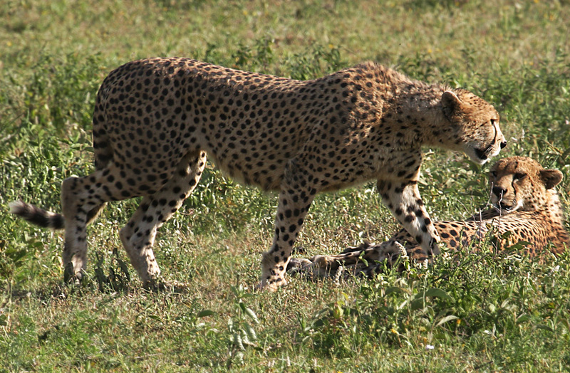 201001_Serengeti_28