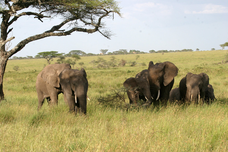 201001_Serengeti_29