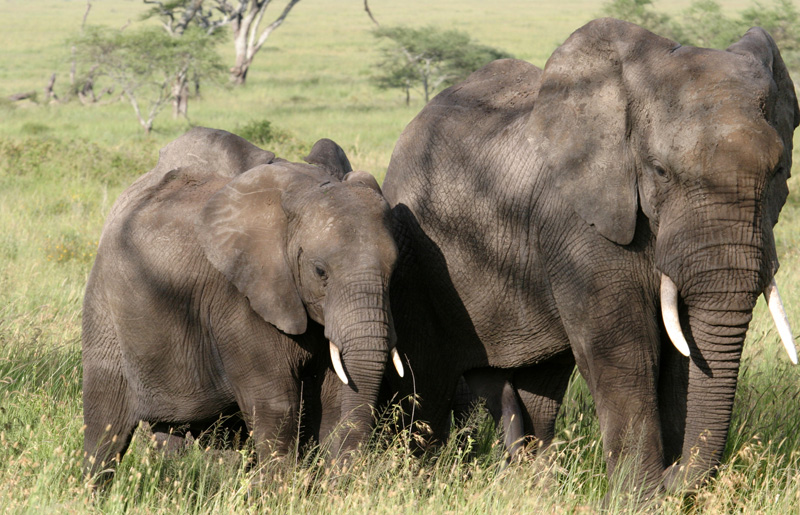 201001_Serengeti_30