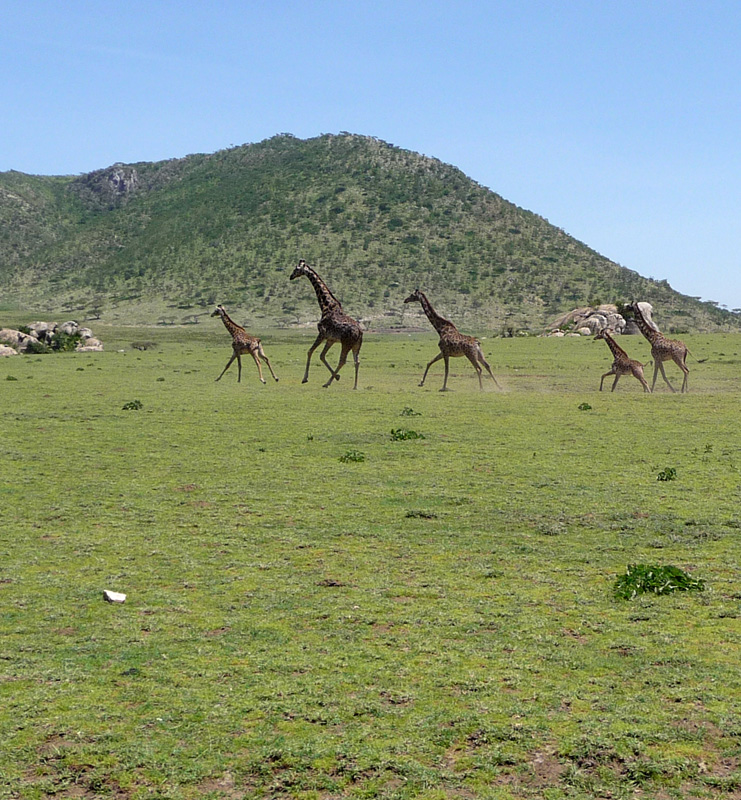 201001_Serengeti_33