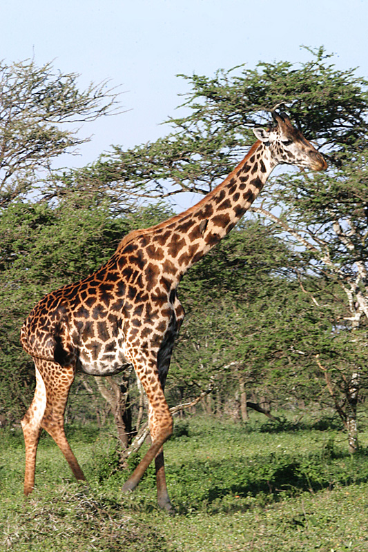 201001_Serengeti_34