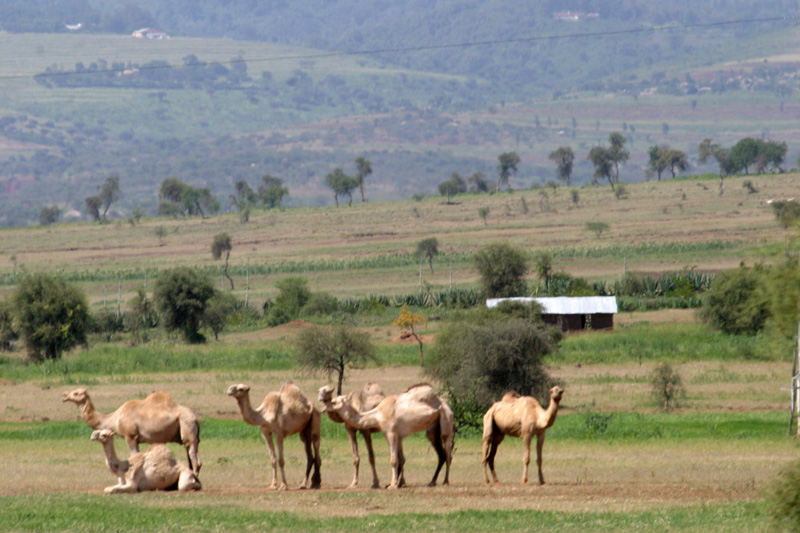 201001_Serengeti_35