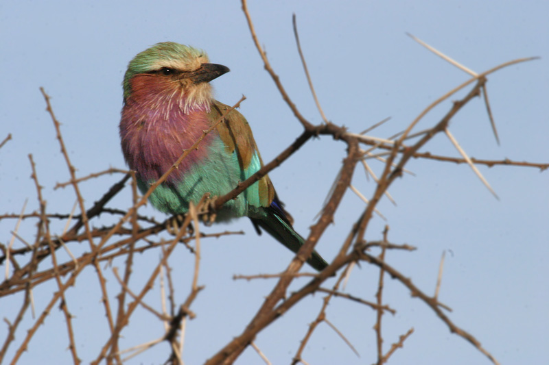 201001_Serengeti_36