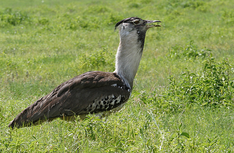 201001_Serengeti_37