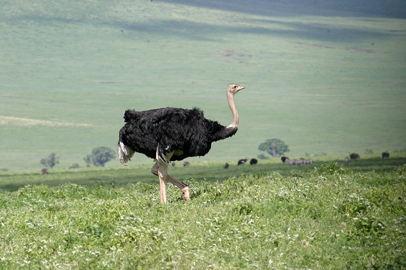 201001_Serengeti_38