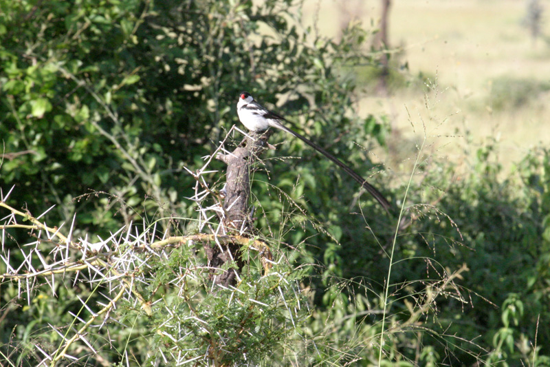 201001_Serengeti_39