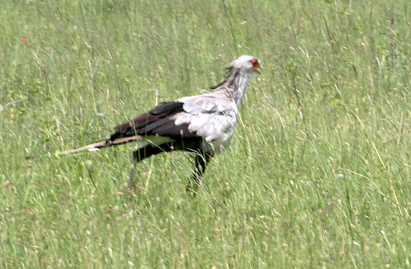 201001_Serengeti_40
