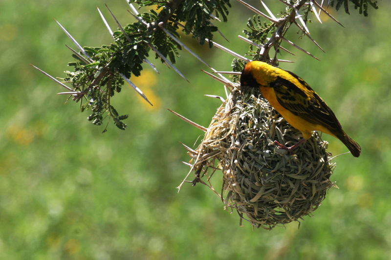 201001_Serengeti_41