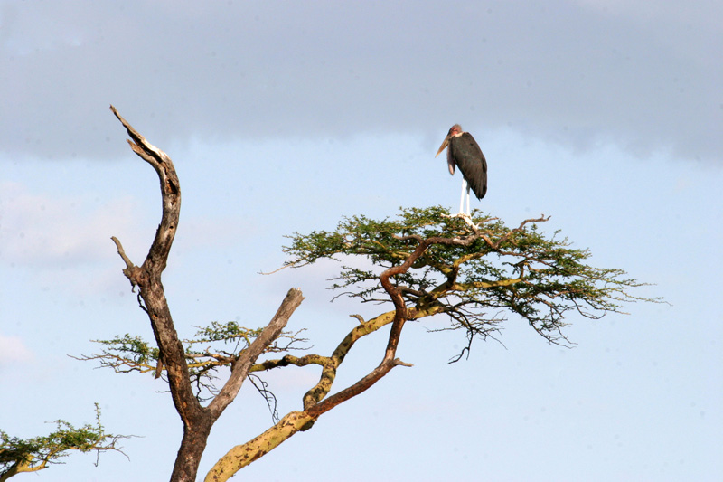201001_Serengeti_42