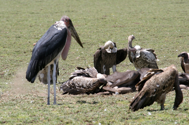 201001_Serengeti_43
