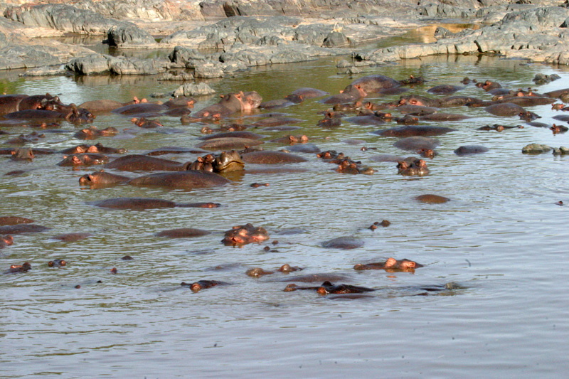 201001_Serengeti_44