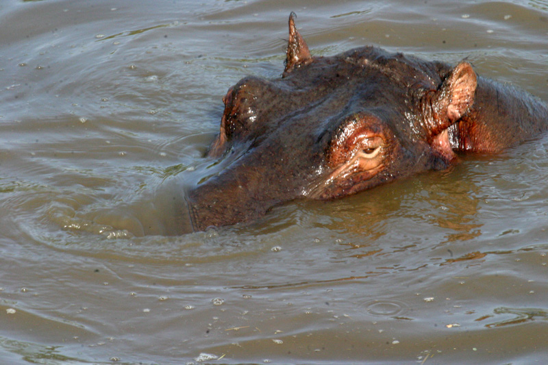 201001_Serengeti_45