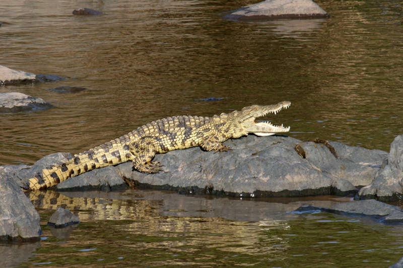 201001_Serengeti_46