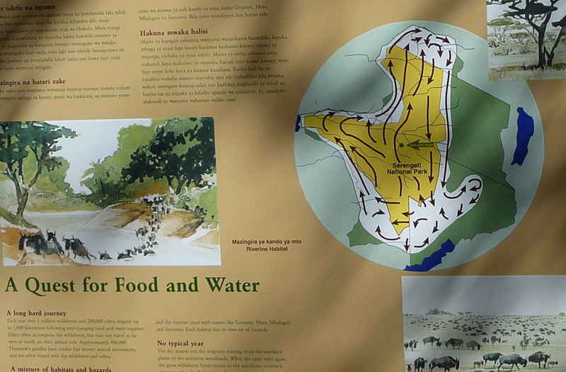 201001_Serengeti_47