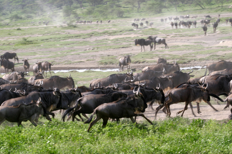 201001_Serengeti_48