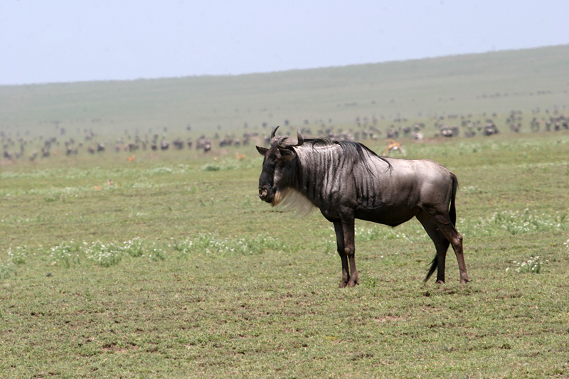 201001_Serengeti_49