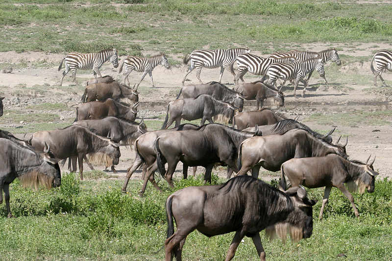 201001_Serengeti_50