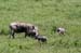 201001_Serengeti_09